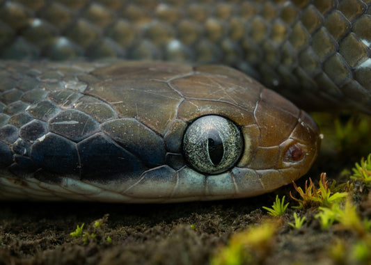 Snakes in Lebanon: A Guide to Venomous and Non-Venomous Species - campassion.leb
